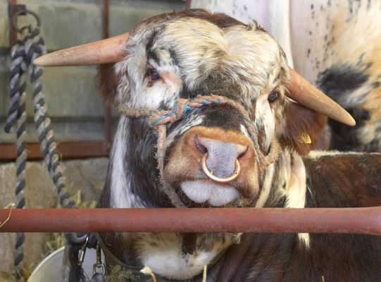 How much longer mommy?
Ключови думи: Lighthorn Longhorn bull beef Three Counties Show