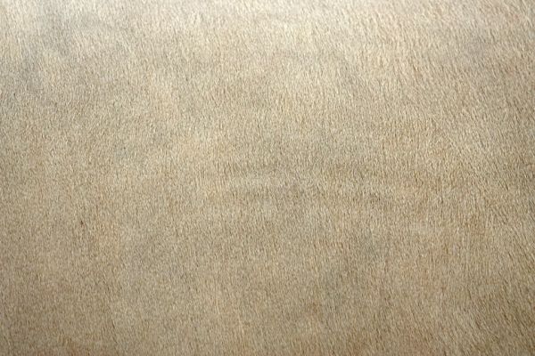 A close-up of Murray Grey hide
Keywords: Murray Grey Three Counties Show