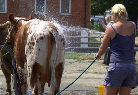 Cattle Car Wash
Getting ready for the show ring at the Three Counties Show, 2006
Anahtar kelimeler: hose water wash cattle show ring showring Three Counties Show Malvern
