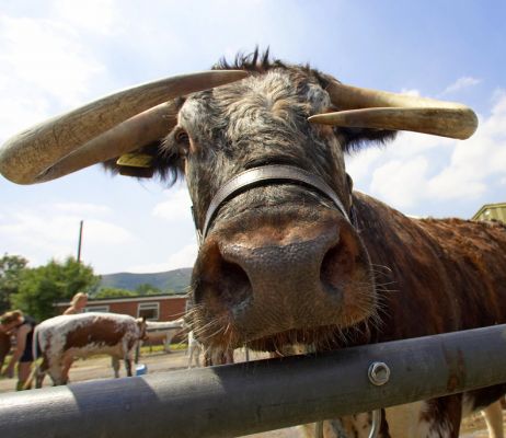 Long Horn Cattle
Appropriately named.  
Λέξεις-κλειδιά: Long Horn cattle horns Three Counties show