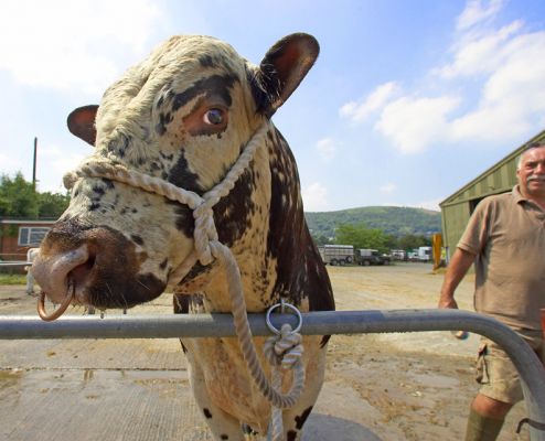 Bath-time!
Avainsanat: Longhorn Bull Three Counties Show