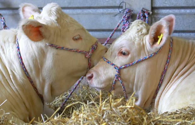Charolais Cattle Having a Snuggle
Their halters look like quite a puzzle.
الكلمات الإستدلالية(لتسهيل البحث): Carolais cattle halters Three Counties Show Malvern cattle shed