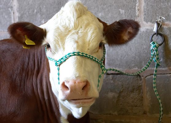 Hereford Cow Attached to the Wall
In the cattle shed at the 2006 Three Counties Show
Słowa kluczowe: Hereford cattle halter Malvern Three Counties Show cattle shed