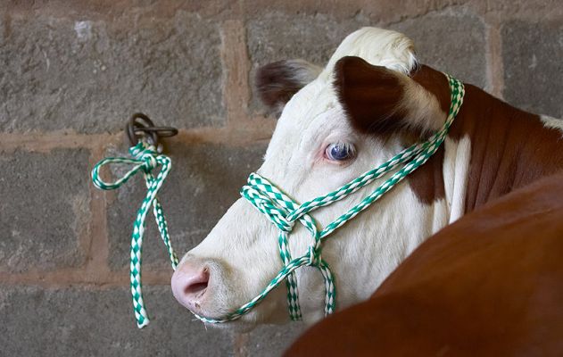 Hereford Cow Bolted to the Wall
In the cattle shed at the 2006 Three Counties Show
Palabras clave: Hereford cattle Three Counties Show halter cattle shed
