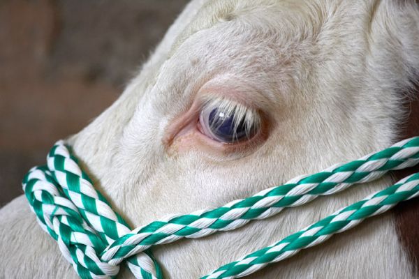 Hereford Cattle Eye
Watching us --- with gorgeous white eyelashes.
Mots-clés: Hereford cattle eye eyelashes Three Counties Show Malvern cattle shed