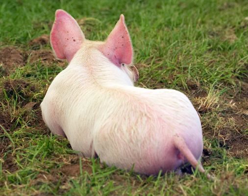 And this little piggie............
Ključne besede: Three Counties Show pig Berkshire Tamworth