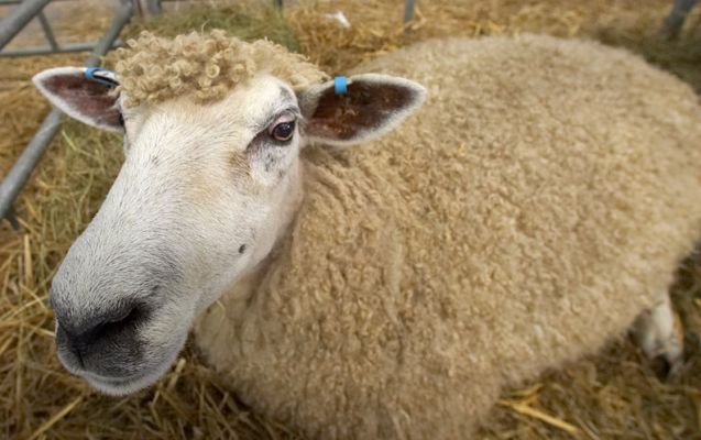 No escape
Mots-clés: Sheep Three Counties Show