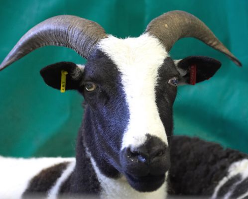 Handsome and haughty
الكلمات الإستدلالية(لتسهيل البحث): Jacob sheep Three Counties Show