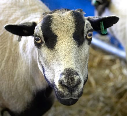 What ewe looking at.............
Keywords: Badger sheep Three Counties Show