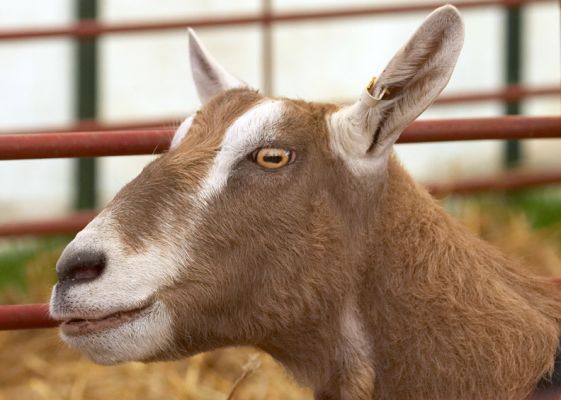 Alert
Anahtar kelimeler: British Toggenburg Saanan goat Three Counties Show