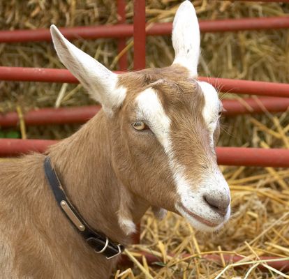 Resting on my laurels
Trefwoorden: British Toggenburg Saanan goat Three Counties Show