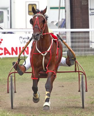Two hooves, two feet!
Słowa kluczowe: Trotting Three Counties Show horse