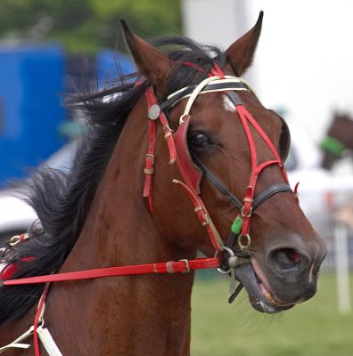 Handsome!
Anahtar kelimeler: Trotting Three Counties Show