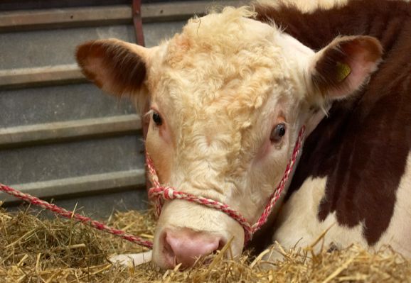Do you know how boring this is..........
Mots-clés: Hereford bull Three Counties Show