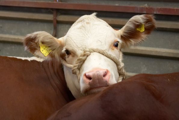 Do I look like I wanna go home
Schlüsselwörter: Hereford cow Three Counties Show