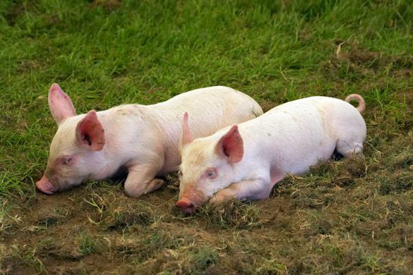Is Australia this way?
Trefwoorden: Piglets pigs Berkshire Tamworth Three Counties Show