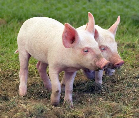 No, we're not trouble, honest!
الكلمات الإستدلالية(لتسهيل البحث): Piglets pigs Berkshire Tamworth Three Counties Show