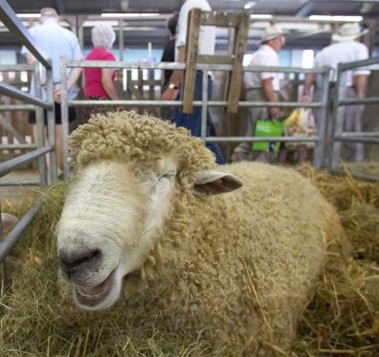 I'm havin' such a larf
Klíčová slova: Sheep Three Counties Show
