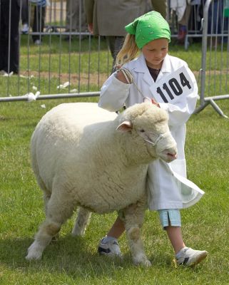 I'll show her who's boss!
Keywords: Sheep showing Three Counties Show
