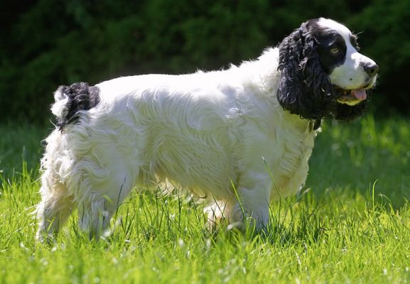 Surveying my domain
Keywords: Charlie Cocker Spaniel