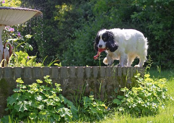 This is as easy as tight-rope walking
Ключові слова: Charlie Cocker Spaniel