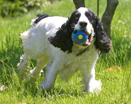 It's cool being in the country!
Ключові слова: Charlie Cocker Spaniel