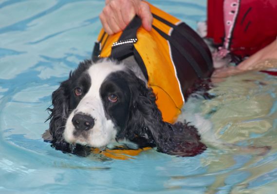 I'm trying to look as if I am enjoying myself but I'm concentrating.........
Ключові слова: Charlie Cocker Spaniel