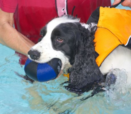 OK, I feel confident enough to go for the ball
Palabras Clave: Charlie Cocker Spaniel