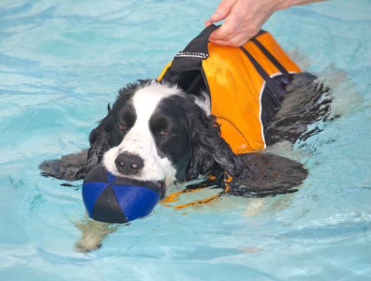 I prefer the ball, though
Ключови думи: Charlie Cocker Spaniel