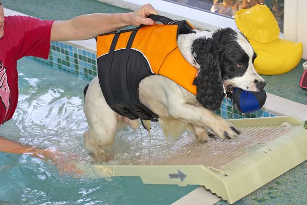 I hope this isn't walking the plank!
Keywords: Charlie Cocker Spaniel