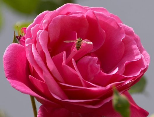 A Rose
Outside our kitchen window, complete with bee.
Keywords: rose kitchen window bee red rose bloom flower