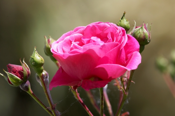 Roses
Outside of our kitchen window.
Schlüsselwörter: rose kitchen window red rose bloom flower