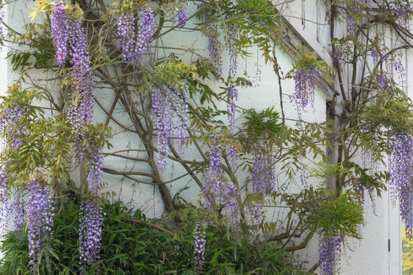 Wisteria Vine at Whitecroft
The vine is on a north-facing wall, so it doesn't bloom as much as we'd like --- and it blooms quite late in the season.  But it is gorgeous.
Keywords: wisteria vine Whitecroft bloom flowers