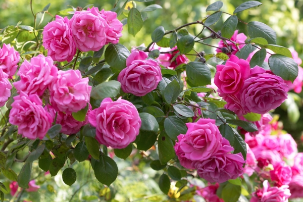 Roses
These roses are outside the kitchen window at Whitecroft.
Ključne besede: roses kitchen window Whitecroft flower bloom