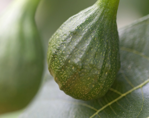 A Fig
Nothing tastes better than a fresh fig.  We have six fig trees at Whitecroft, and when the summer is warm and dry the figs are wonderful.  When it's damp, we think about moving to somewhere warm.
Keywords: fig Whitecroft