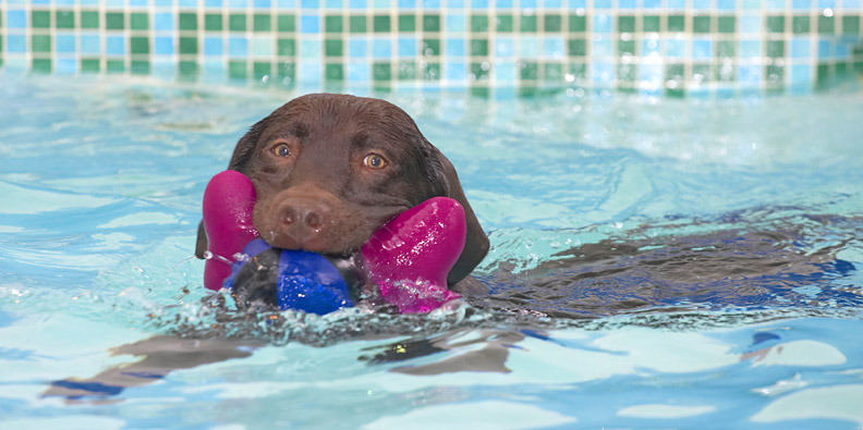 Can't talk now, I've got my mouth full
Keywords: George Chocolate Labrador swimming