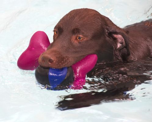 Look at me multi-tasking!
Anahtar kelimeler: George Chocolate Labrador swimming