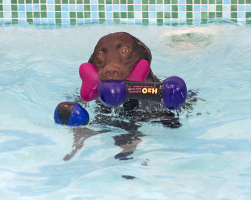Now, how am I going to add that ball to my collection?
Ključne besede: George Chocolate Labrador swimming