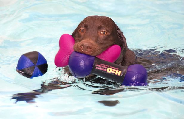 I've got that ball in my sight!
Keywords: George Chocolate Labrador swimming ball