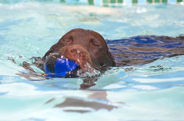 Is it a seal - no, it's George
Ключові слова: George Chocolate Labrador swimming seal ball