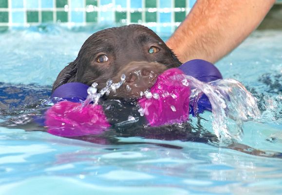 I don't need a helping hand, I'm an ace swimmer
Ключові слова: George Chocolate Labrador swimming ball