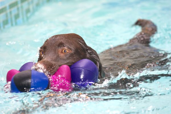 Still after that ball!
Keywords: George Chocolate Labrador swimming ball