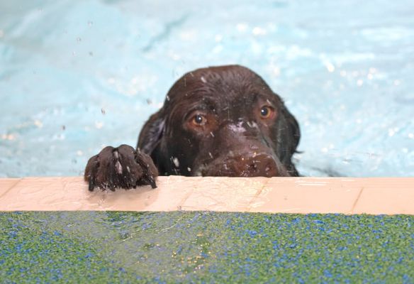 Peek-a-boo
Keywords: George Chocolate Labrador swimming