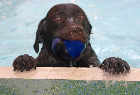 Jus' having a little rest
Keywords: George Chocolate Labrador swimming