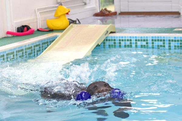 Successfully negotiated!
Keywords: George Chcolate Labrador swimming