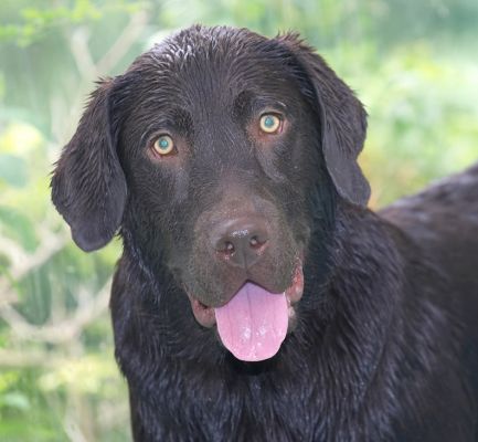 Who's looking at me?!
Keywords: George Chocolate Labrador swimming