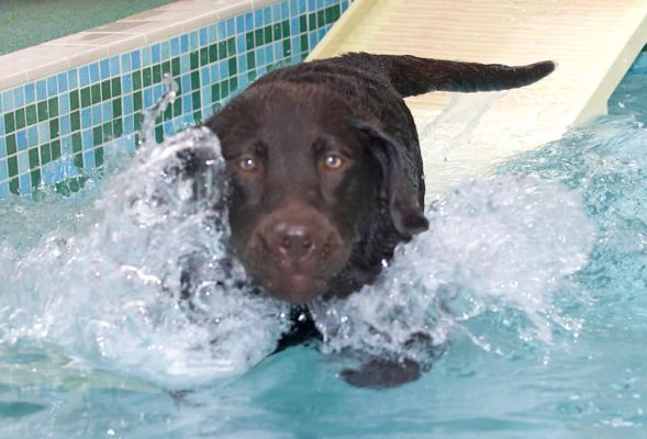 Another successful slither!
Keywords: George Chocolate Labrador swimming