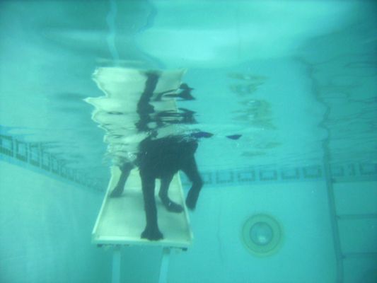 Look at me working this ramp!
Słowa kluczowe: George Chocolate Labrador swimming