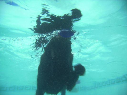 Yep, I'm a real water baby
Ключевые слова: George Chocolate Labrador swimming