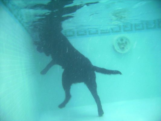 Do you think they'll notice that I've got my feet on the floor?
Palabras clave: George Chocolate Labrador swimming